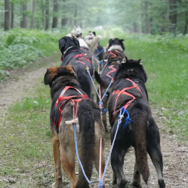 itinerance-mushing-foret-de-troncais-08