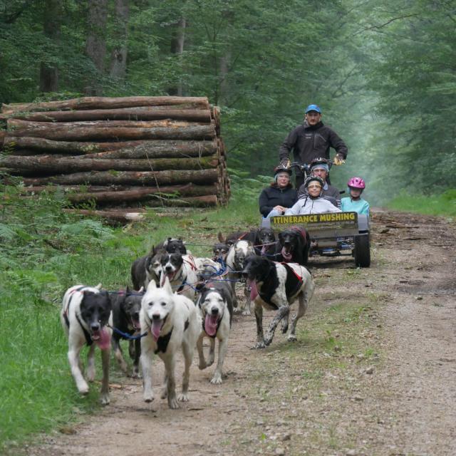 itinerance-mushing-foret-de-troncais-09