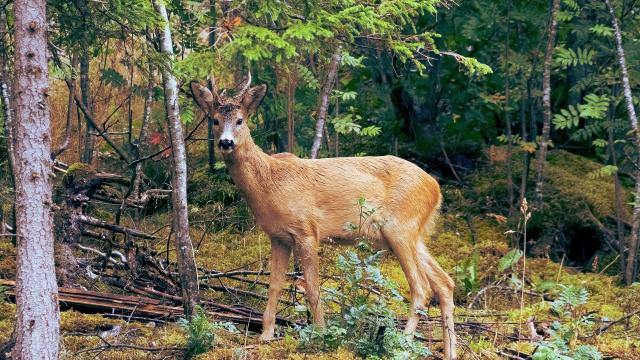 cerf-foret-de-troncais-03