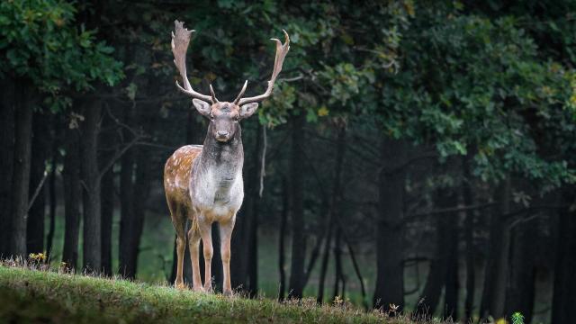 cerf-foret-de-troncais-05