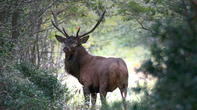 Cerf Richard Porte